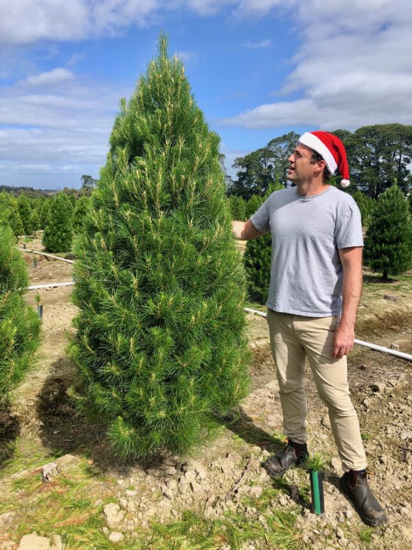 Large-7ft-XMAS Tree